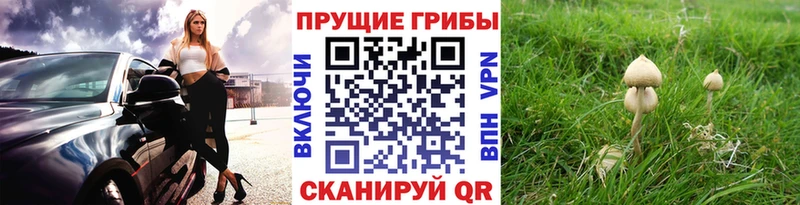 где найти Мостовской Псилоцибиновые грибы GOLDEN TEACHER